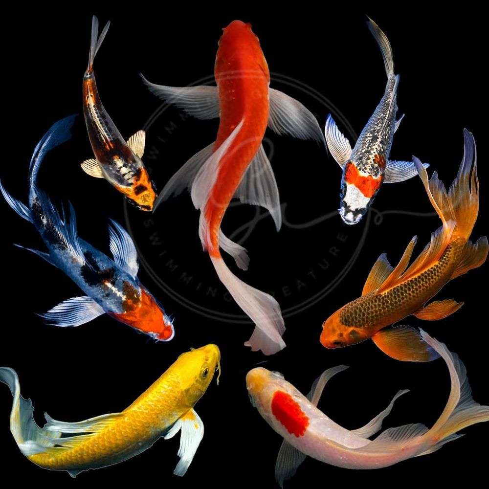 Aquarium Fish Koi - Różne Kolory Żywe Ryby Koi do