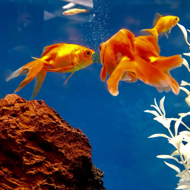 100 sztuk tabletek Spirulina o – Aquarium Fish Holiday Food recenzja i cena