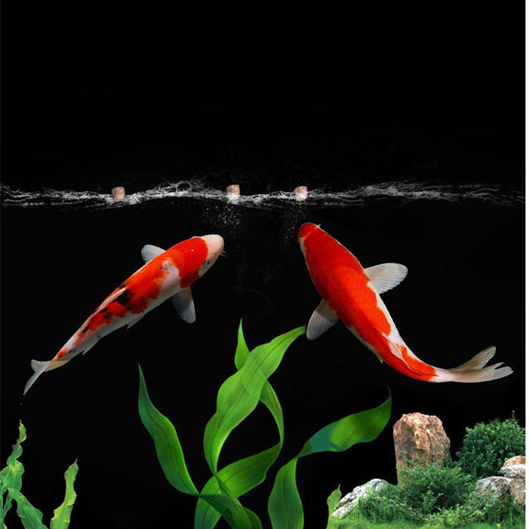 Hurtowy eksport wysokiej jakoś – Aquarium Fish Exporter recenzja i cena