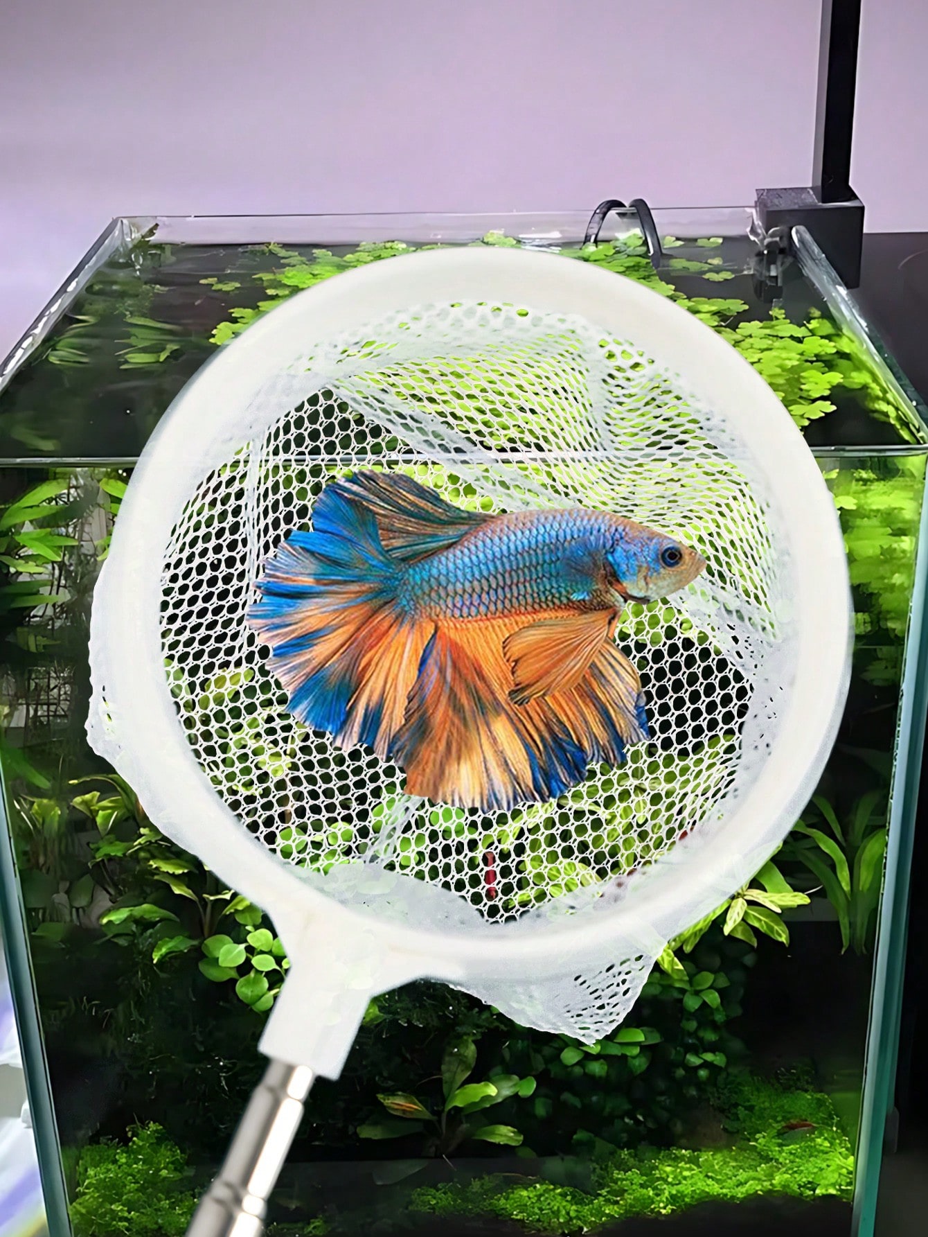 Siatka do akwarium - wysuwana, – Fish Net Handle recenzja i cena