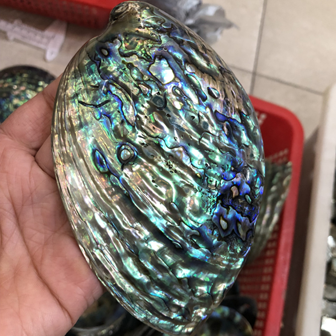 1 sztuka nowozelandzka natural – Aquarium Fish New Zealand recenzja i cena