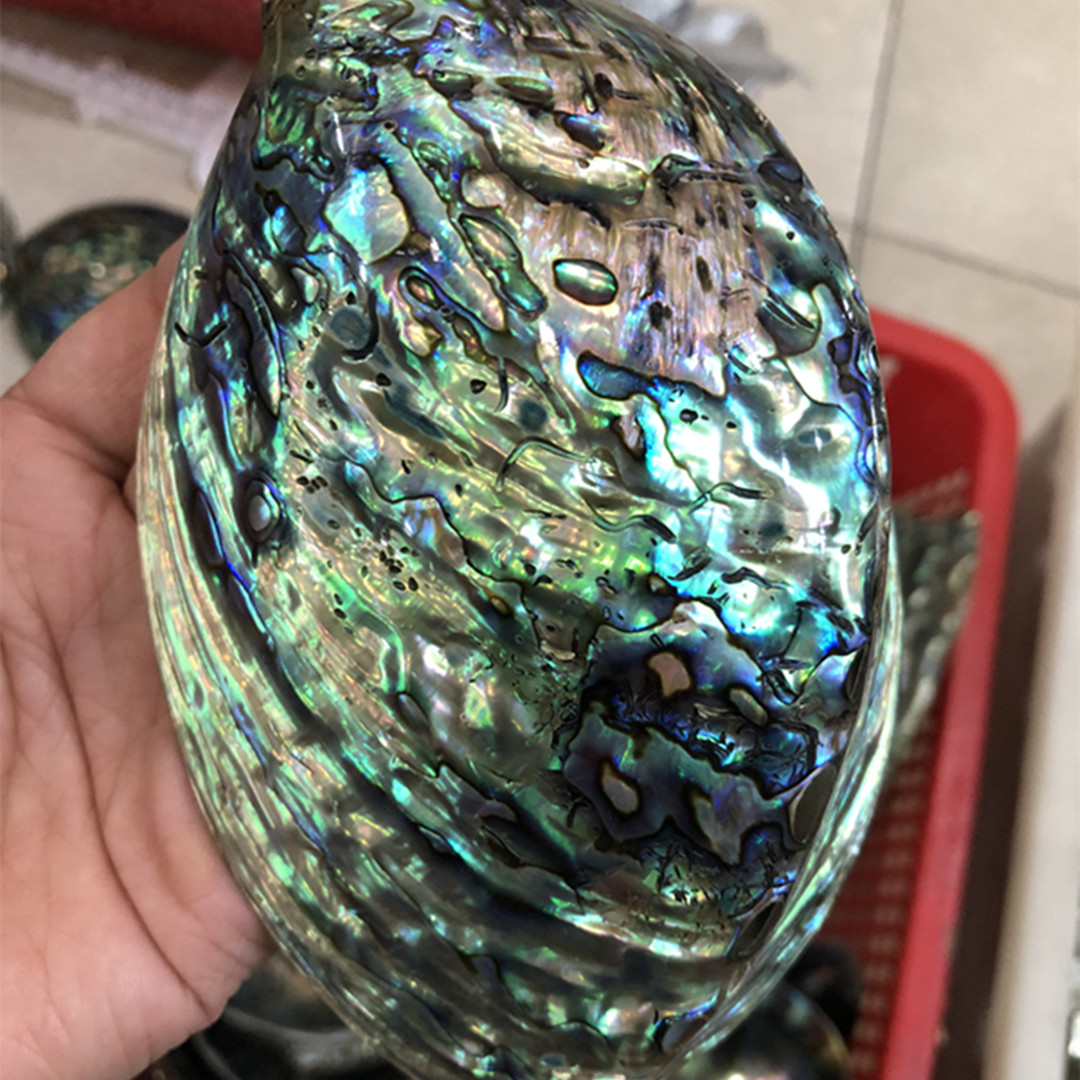 1 sztuka nowozelandzka natural – Aquarium Fish New Zealand recenzja i cena