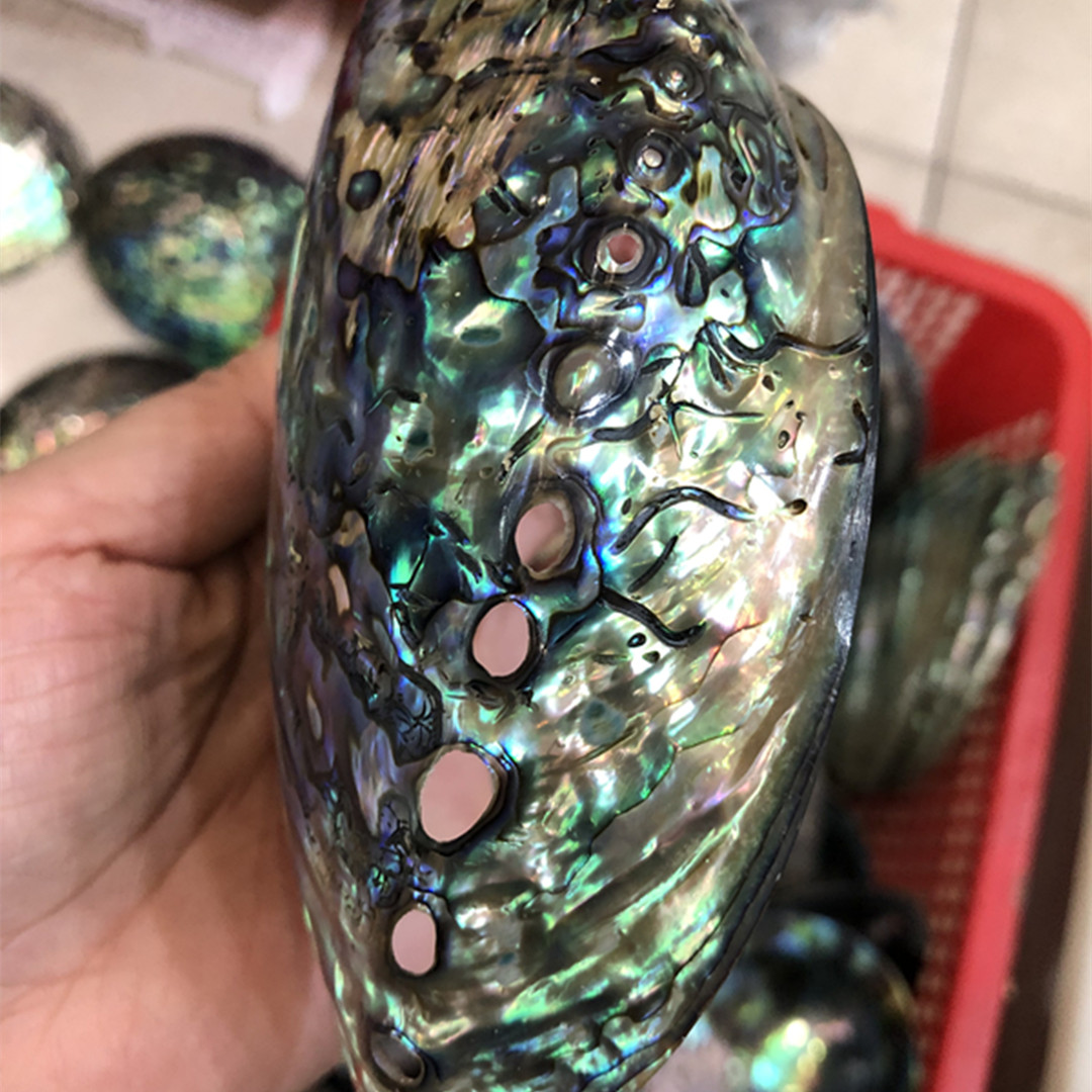 1 sztuka nowozelandzka natural – Aquarium Fish New Zealand recenzja i cena